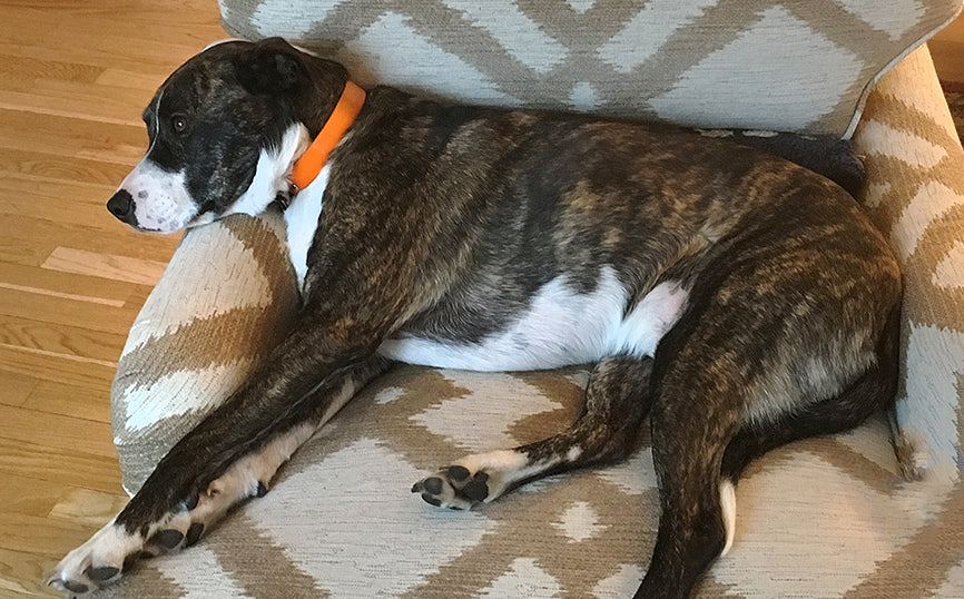 Director of Play, Magnum, Chooses BUDDY DOG